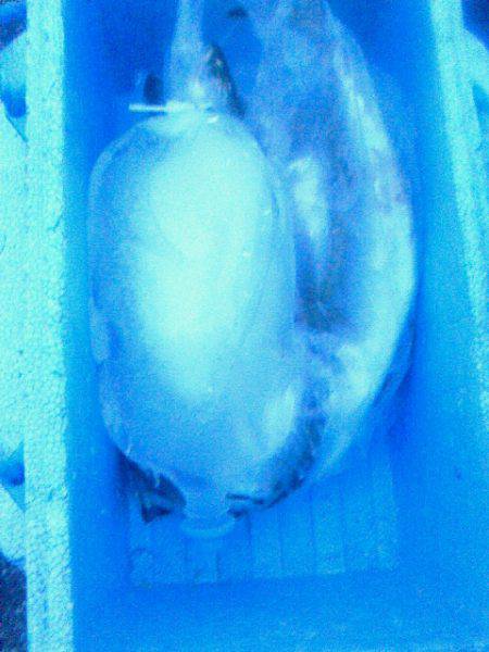 サバ～アジ～アジ～